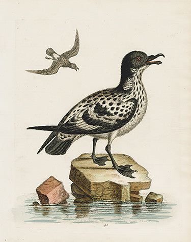 George Edwards Bird Print Spotted Petrel EDB118