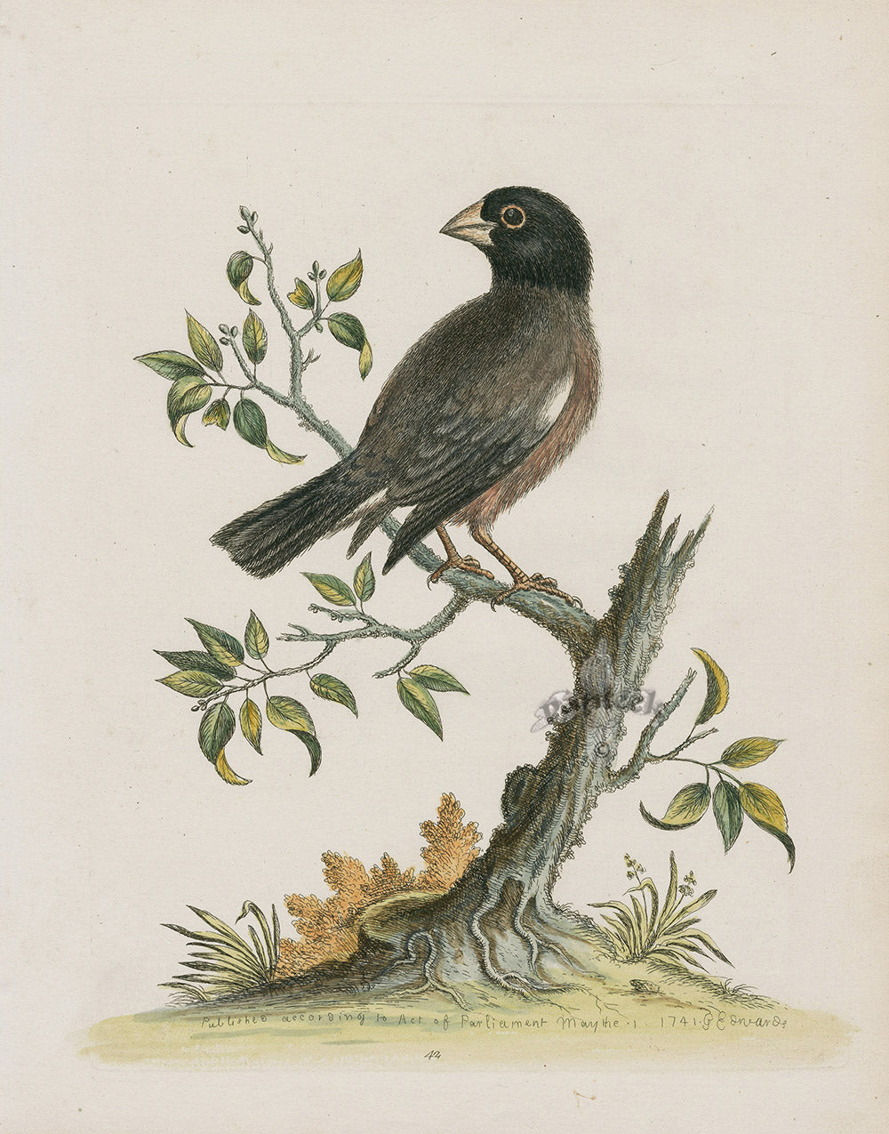 George Edwards Bird Print The Rice Bird EDB211