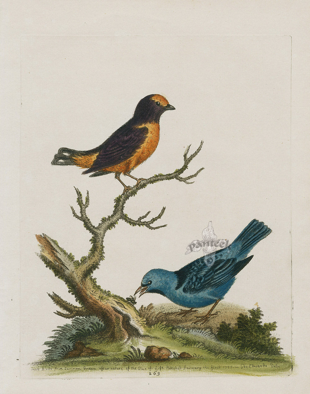 George Edwards Bird Print Tit Mouse, Manakin ED202
