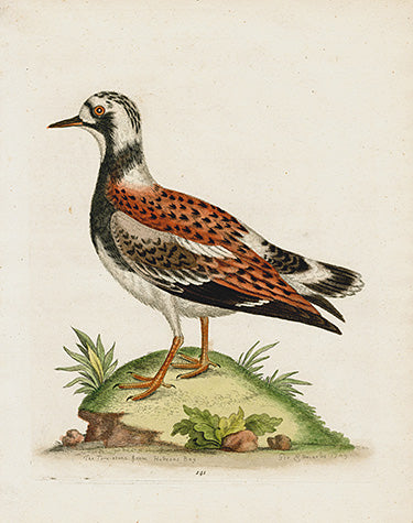 George Edwards Bird Print Turnstone EDB134