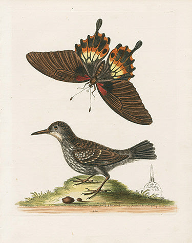 George Edwards Bird Print Wall-creeper EDB283