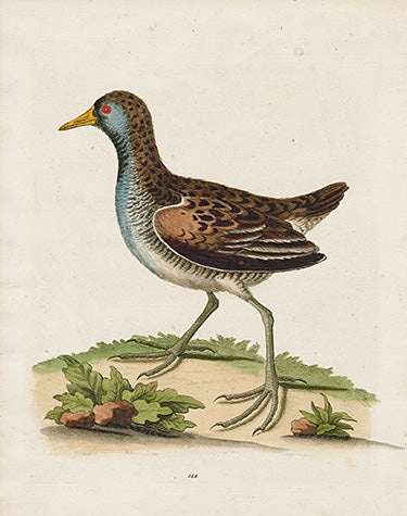 George Edwards Bird Print Water Hen EDB135