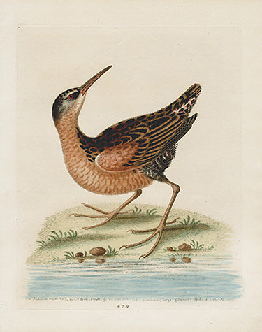 George Edwards Bird Print Water Rail EDB140
