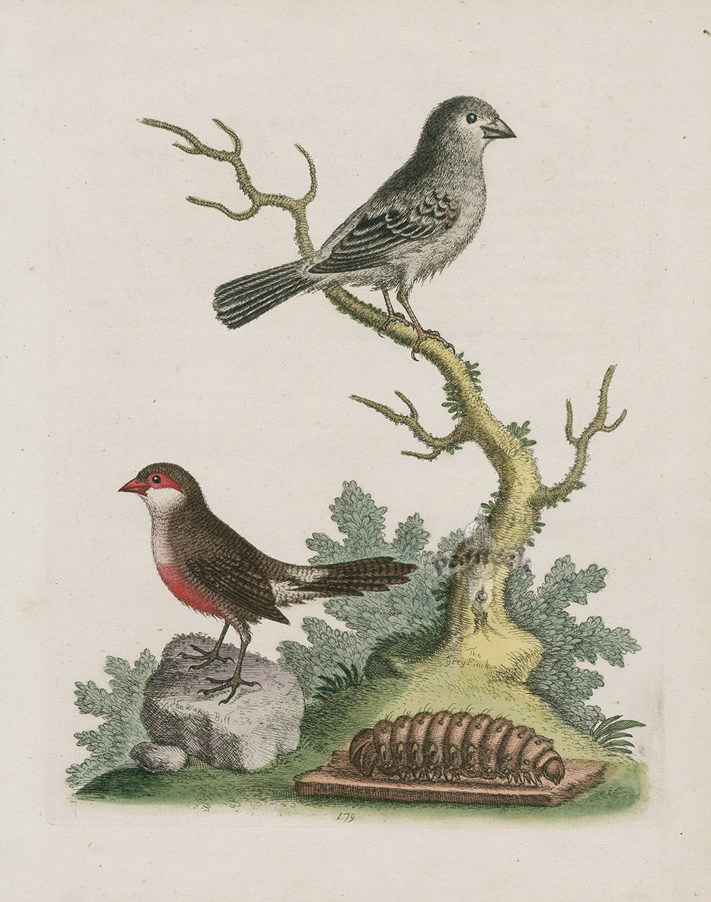 George Edwards Bird Print Wax Bill, Grey Finch EDB219