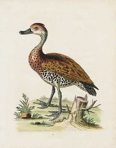 George Edwards Bird Print Whistling Duck EDB137