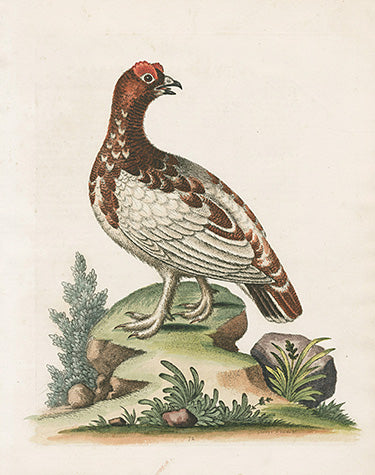 George Edwards Bird Print White Partridge EDB304