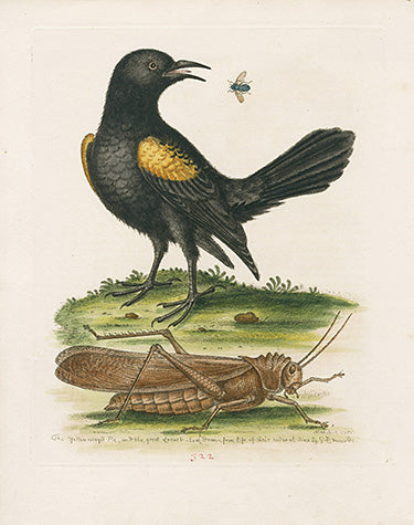 George Edwards Bird Print Yellow-ringed Pie EDB299