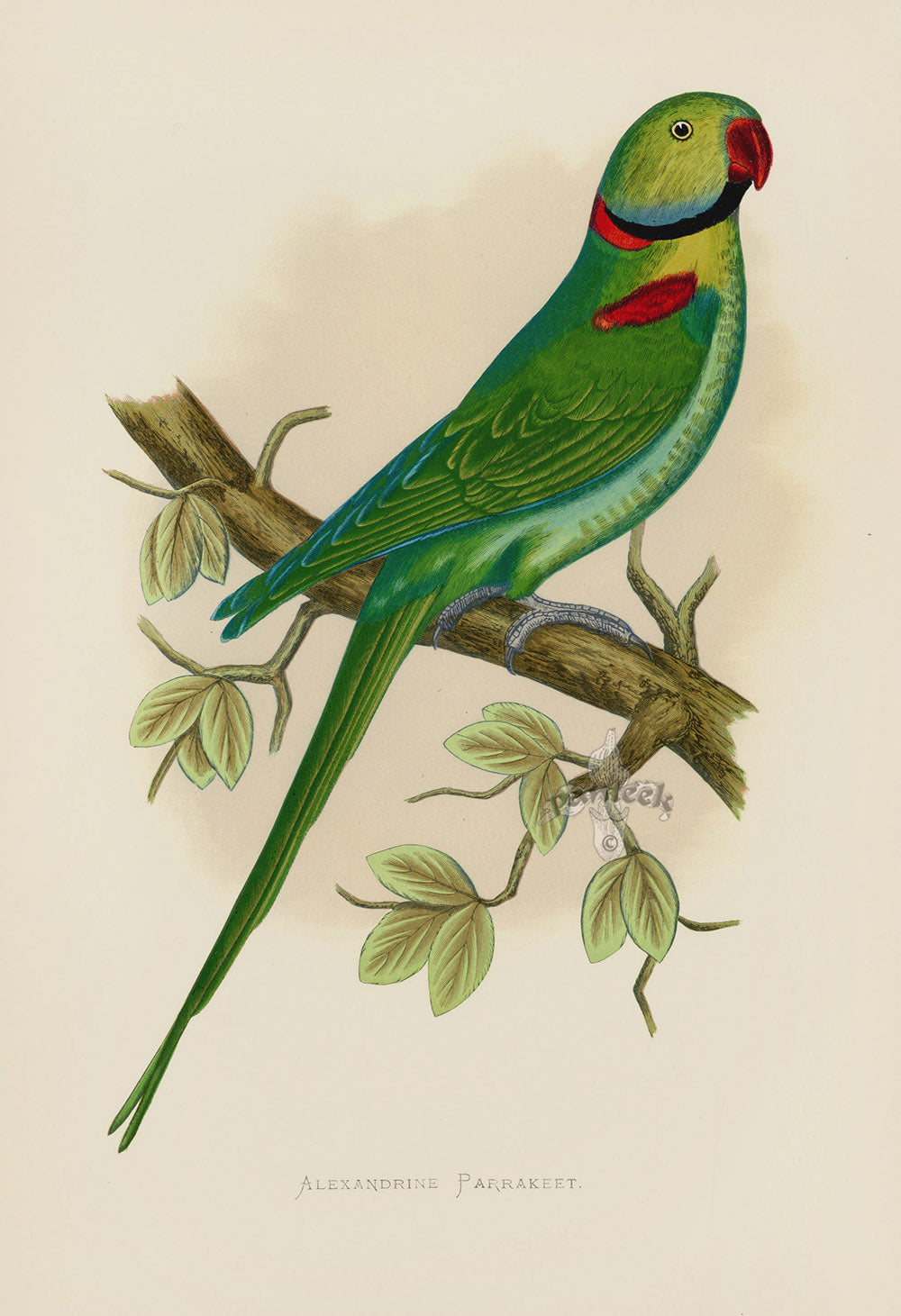 Greene Antique Print Alexandrine Parrakeet