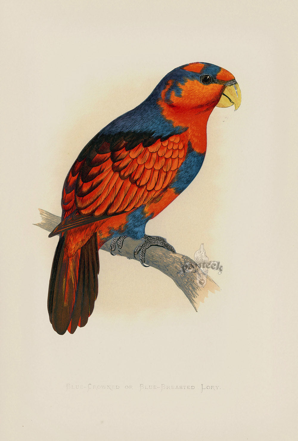 Greene Antique Print Blue-Crowned Lory