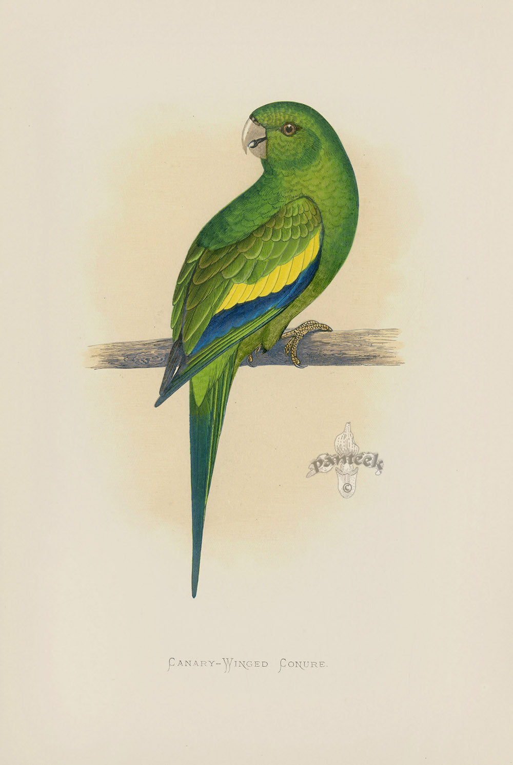 Greene Antique Print Canary-Winged Conure