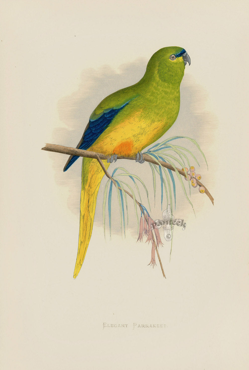 Greene Antique Print Elegant Parrakeet