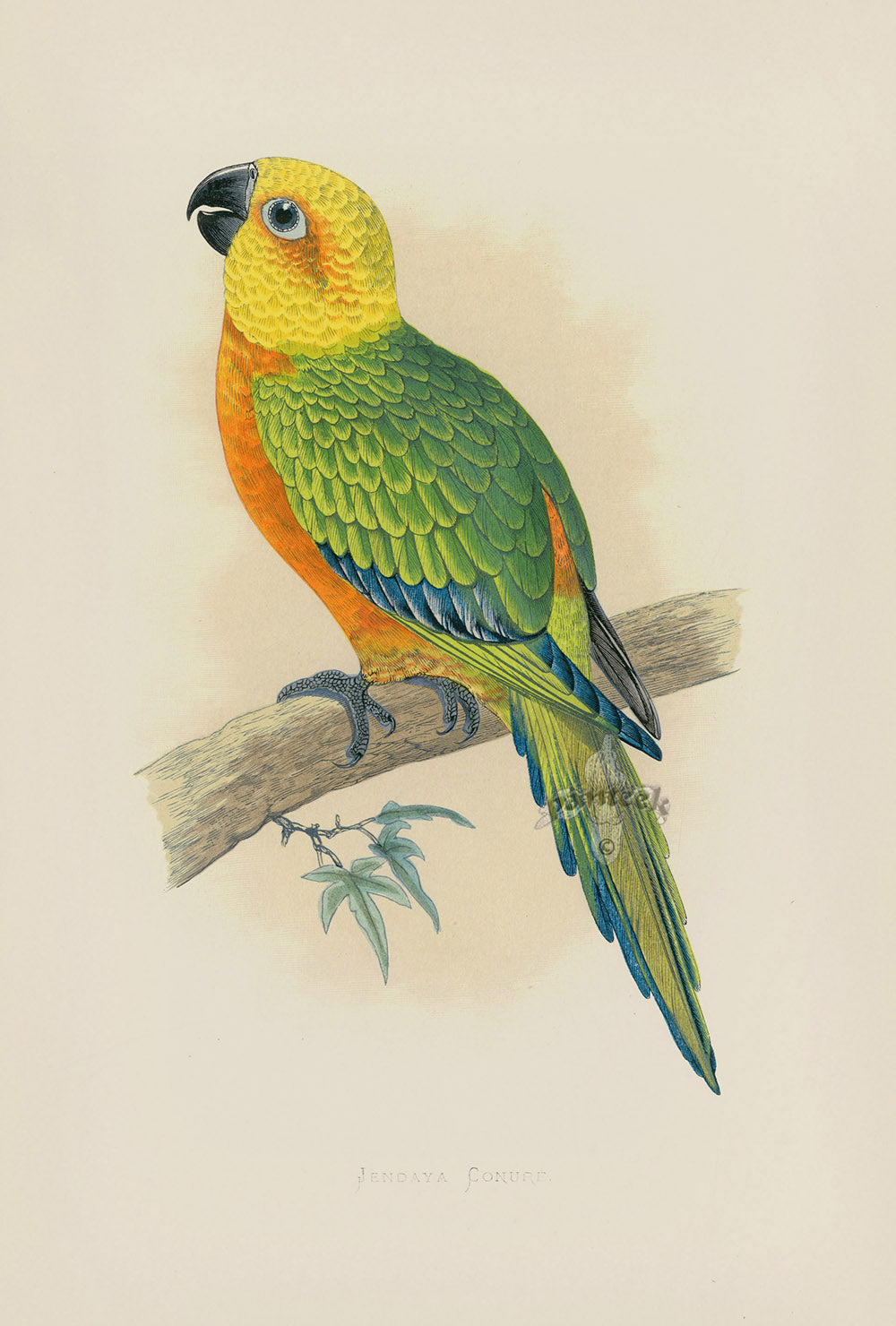 Greene Antique Print Jendaya Conure