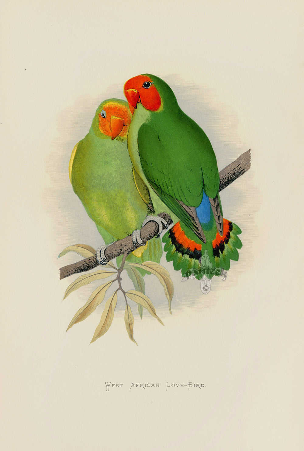 Greene Antique Print Love-Birds