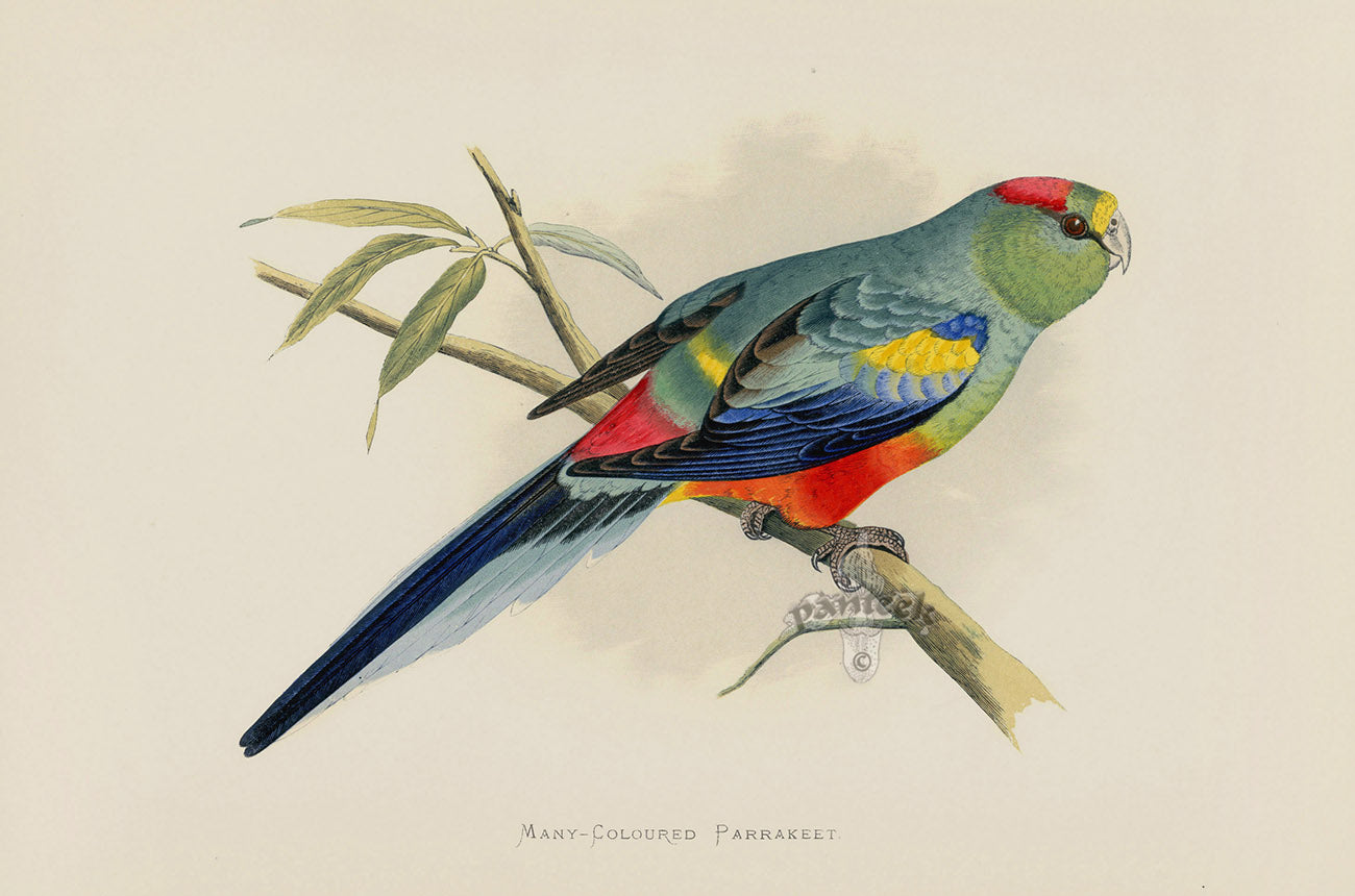 Greene Antique Print Many-Coloured Parrakeet
