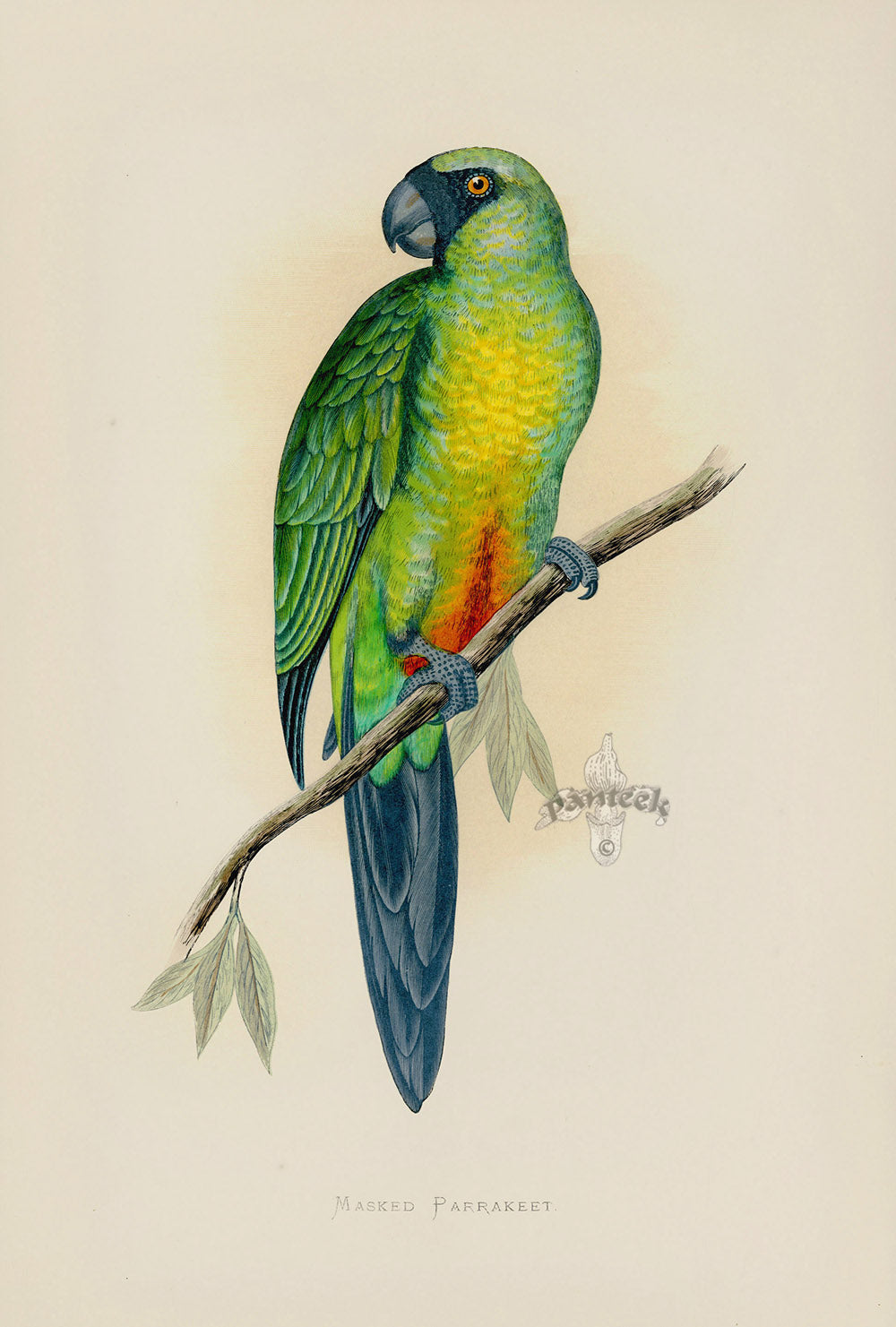 Greene Antique Print Masked Parrakeet