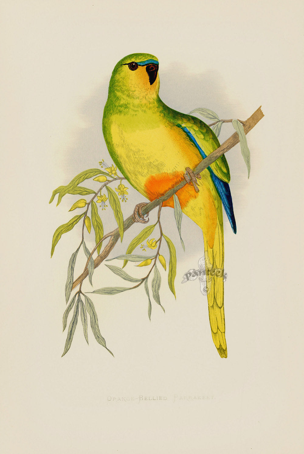 Greene Antique Print Orange-Bellied Parrakeet