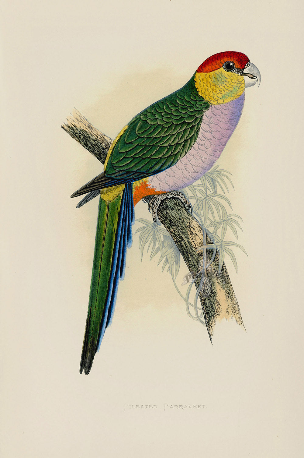Greene Antique Print Pileated Parrakeet