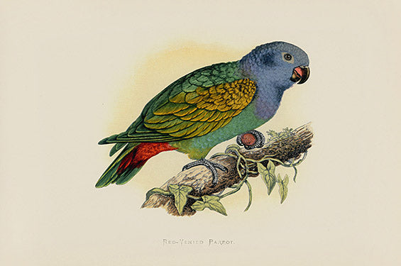 Greene Antique Print Red-Vented Parrot