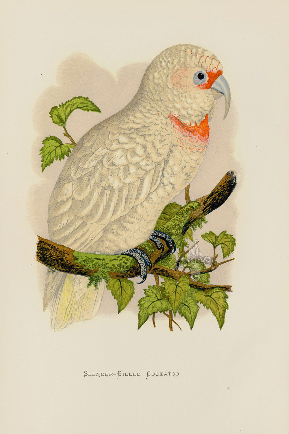 Greene Antique Print Slender-Billed Cockatoo