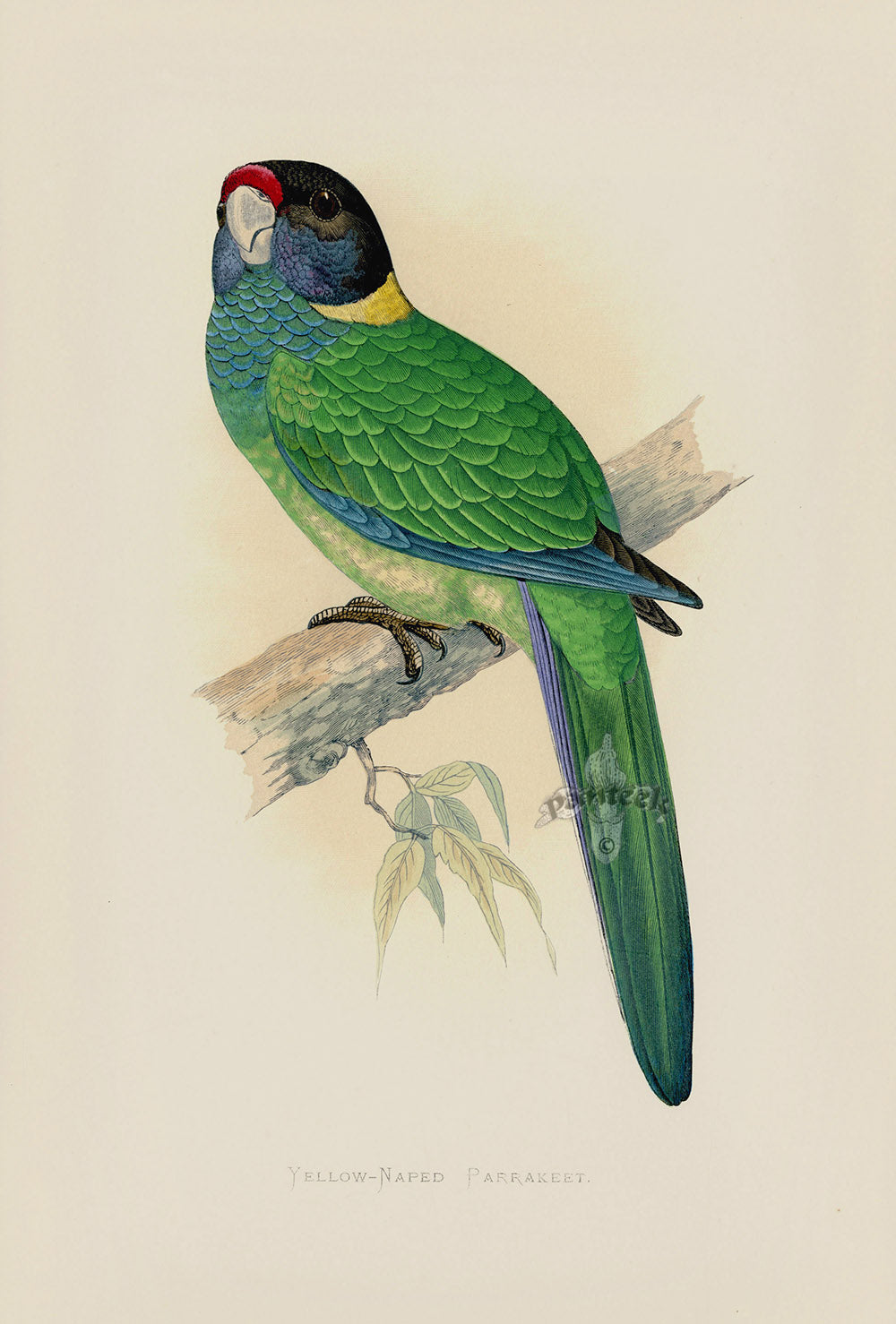 Greene Antique Print Yellow-Naped Parrakeet