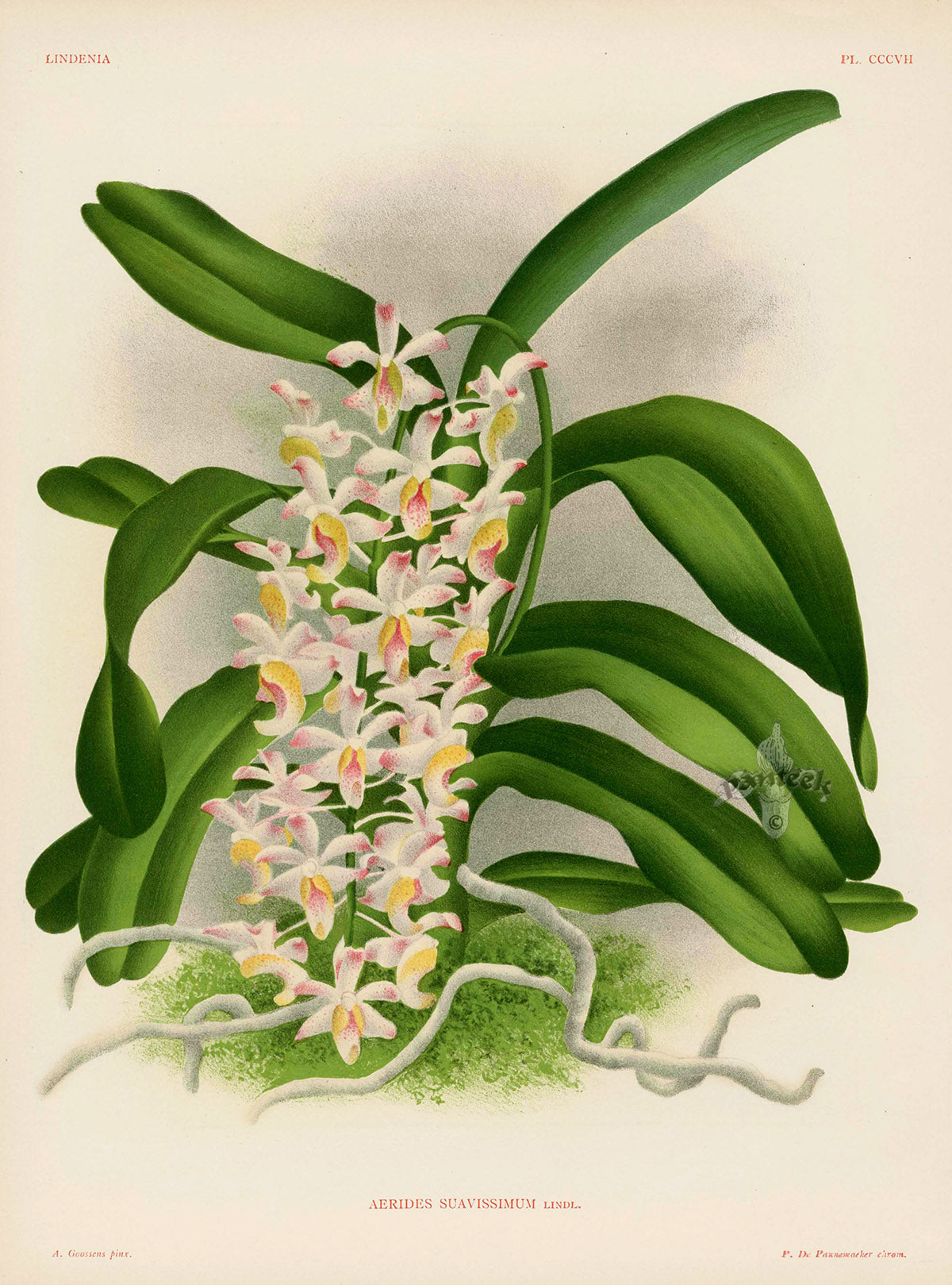 Jean Linden Aerides Suavissimum Orchid