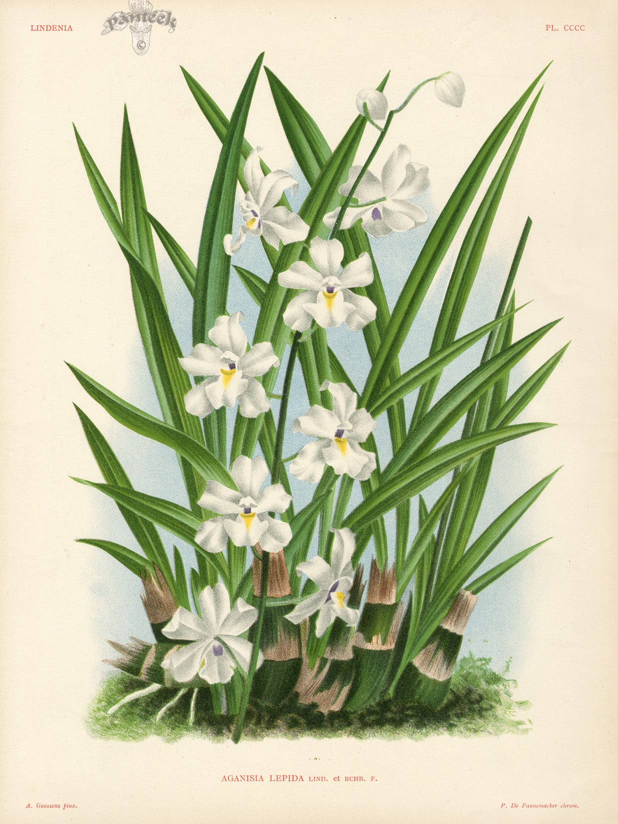 Jean Linden Aganisia Lepida