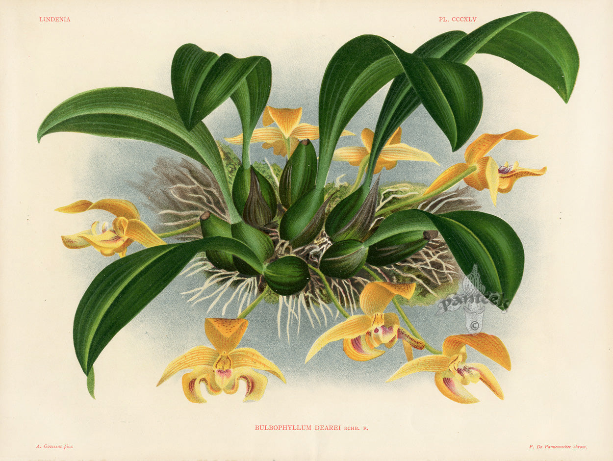 Jean Linden Bulbophyllum Dearei