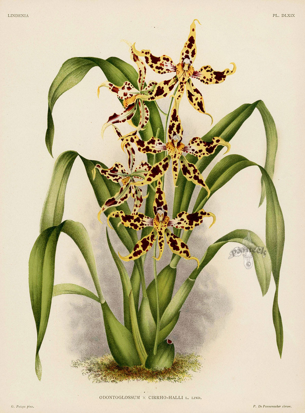 Jean Linden Cirrho-Halli Orchid