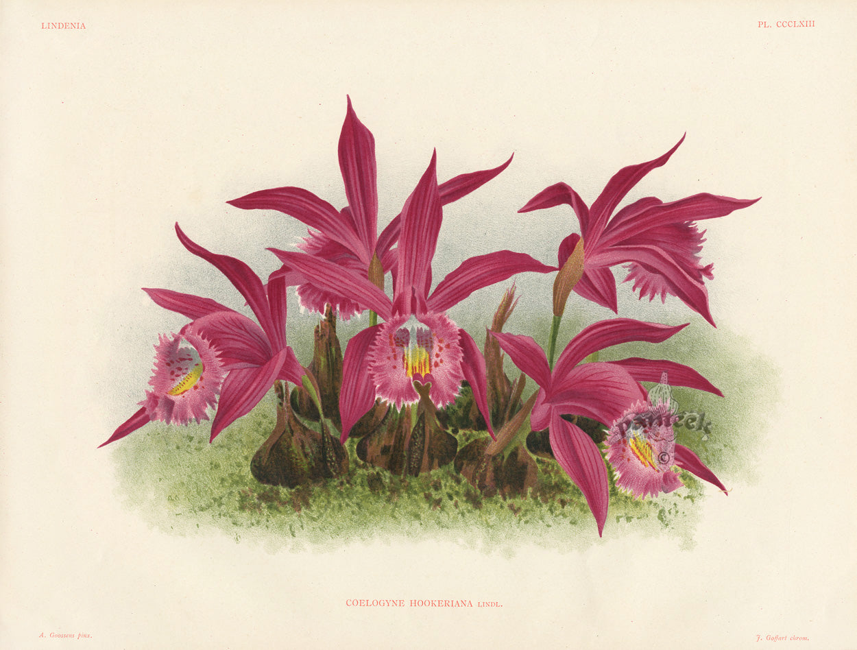 Jean Linden Coelogyne Hookeriana