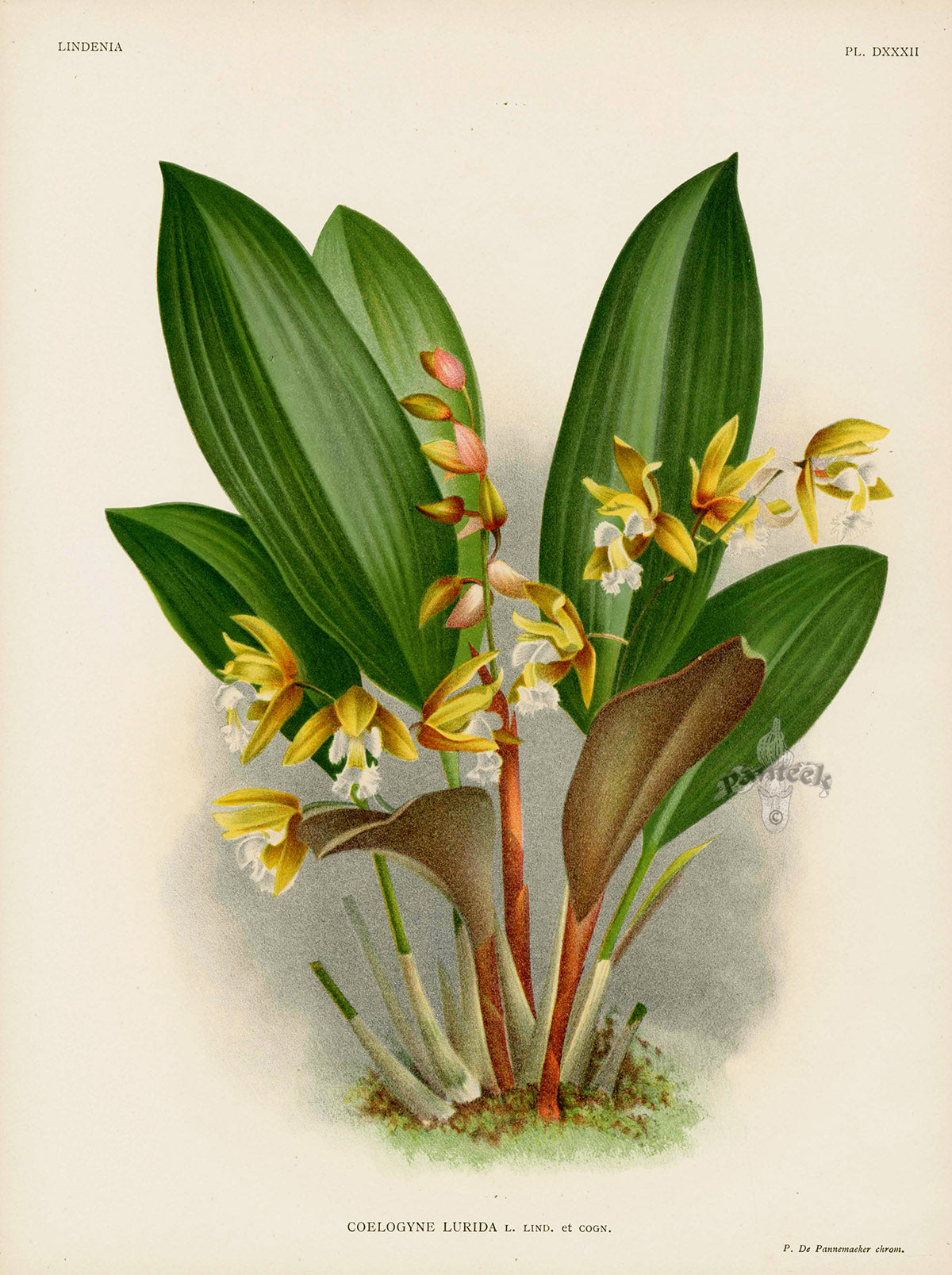Jean Linden Coelogyne Lurida Orchid