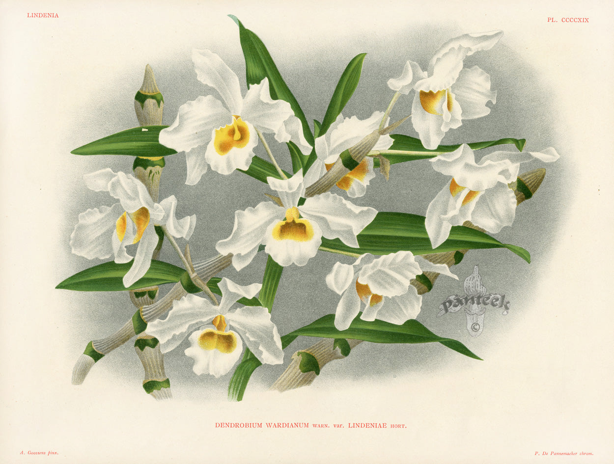 Jean Linden Dendrobium Wardianum