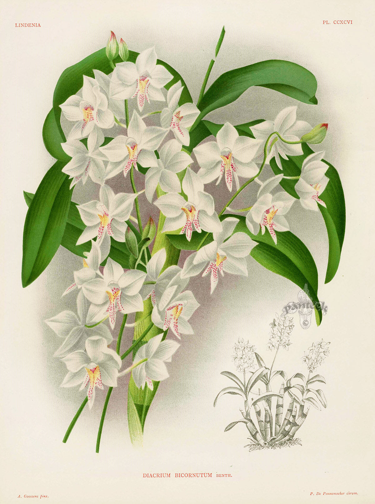 Jean Linden Diacrium Bicornutum Orchid