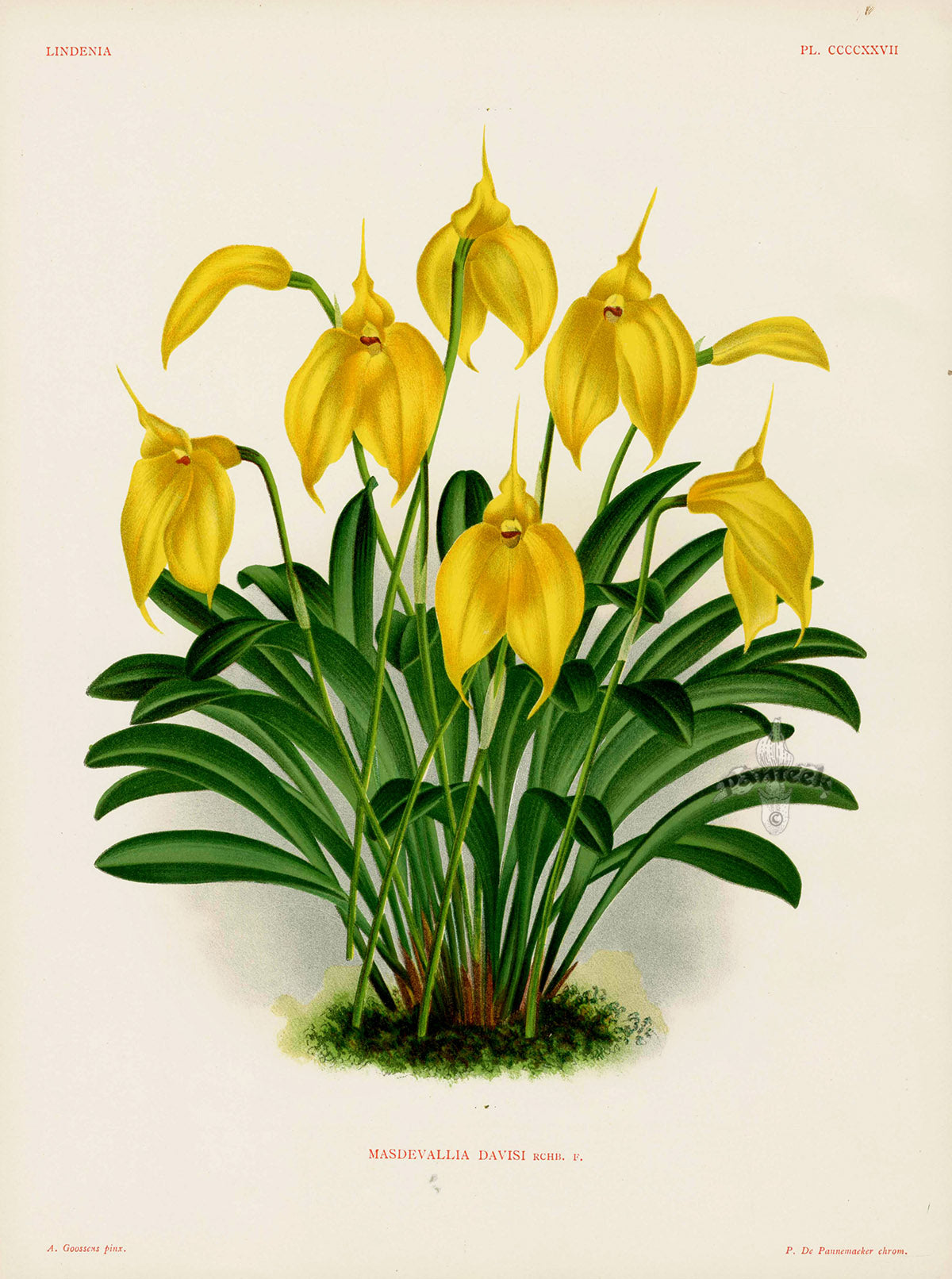 Jean Linden Masdevallia Davisi