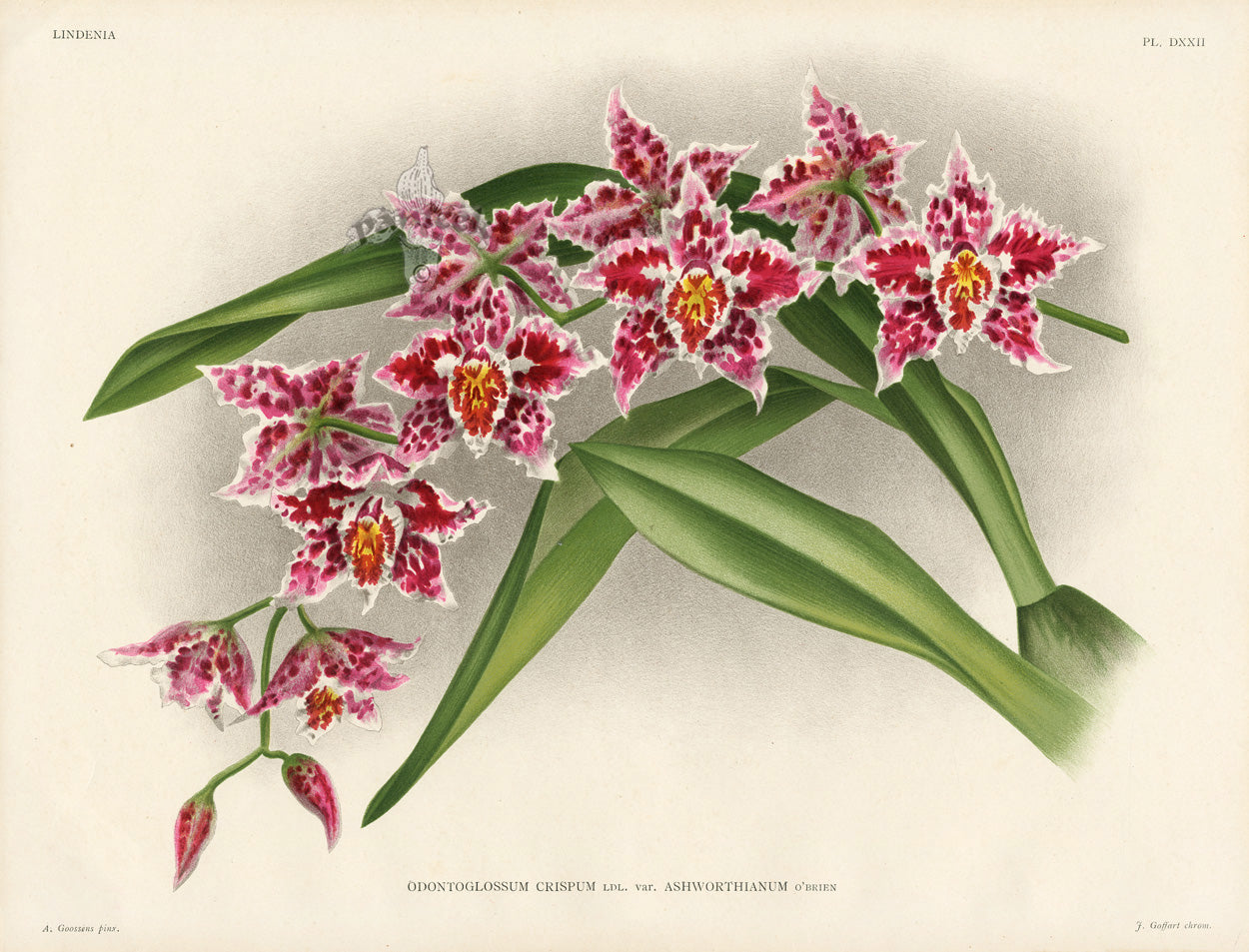 Jean Linden Odontoglossum Crispum