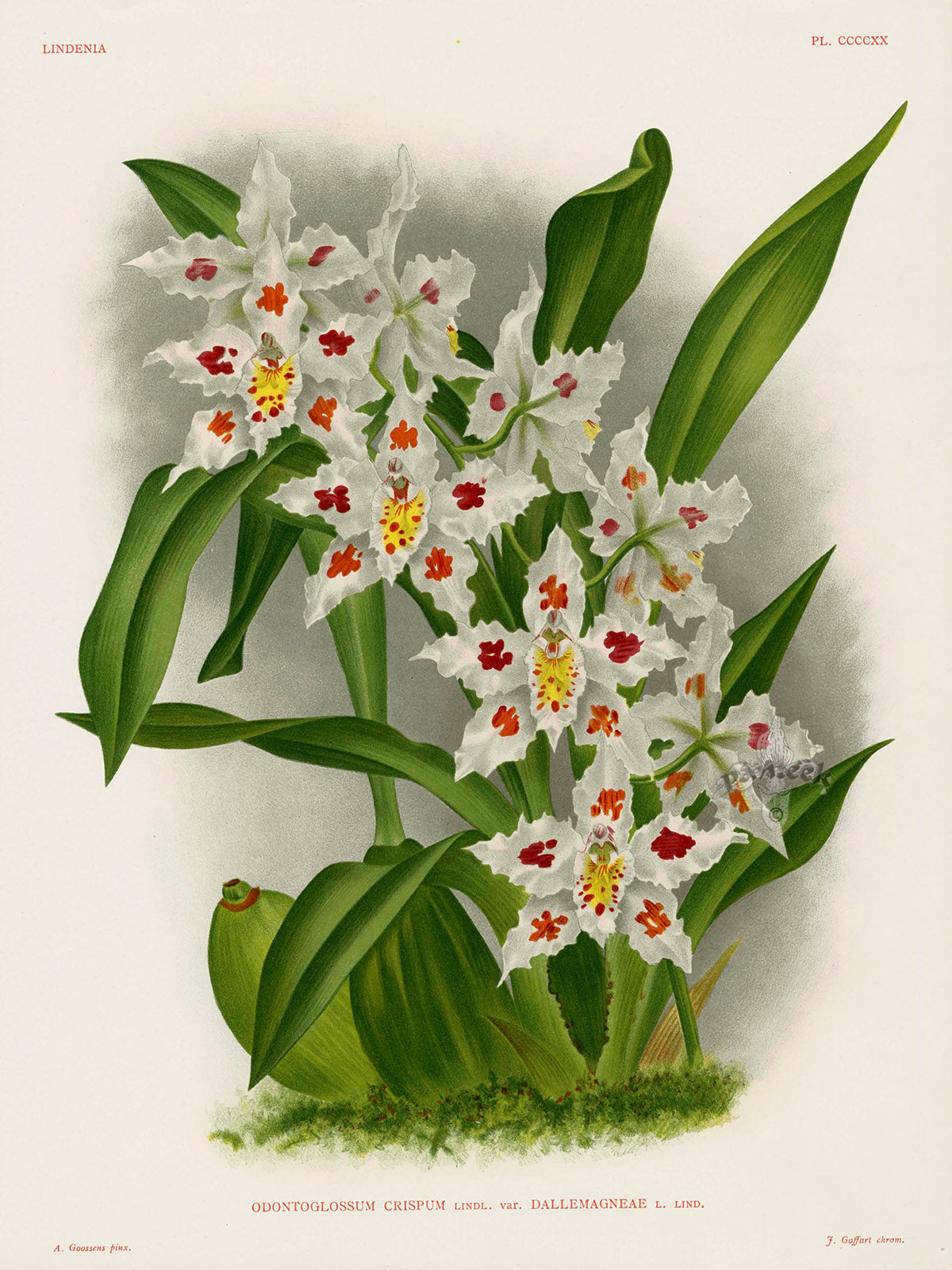 Jean Linden Odontoglossum Crispum Orchid