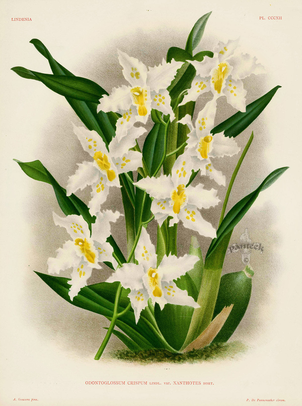 Jean Linden Odontoglossum Crispum Orchid