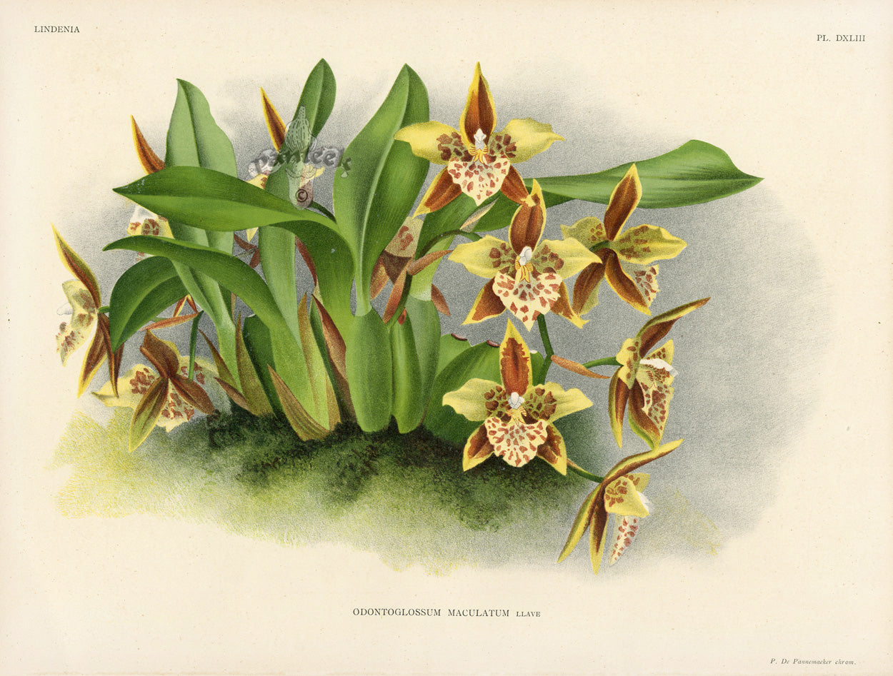 Jean Linden Odontoglossum Maculatum