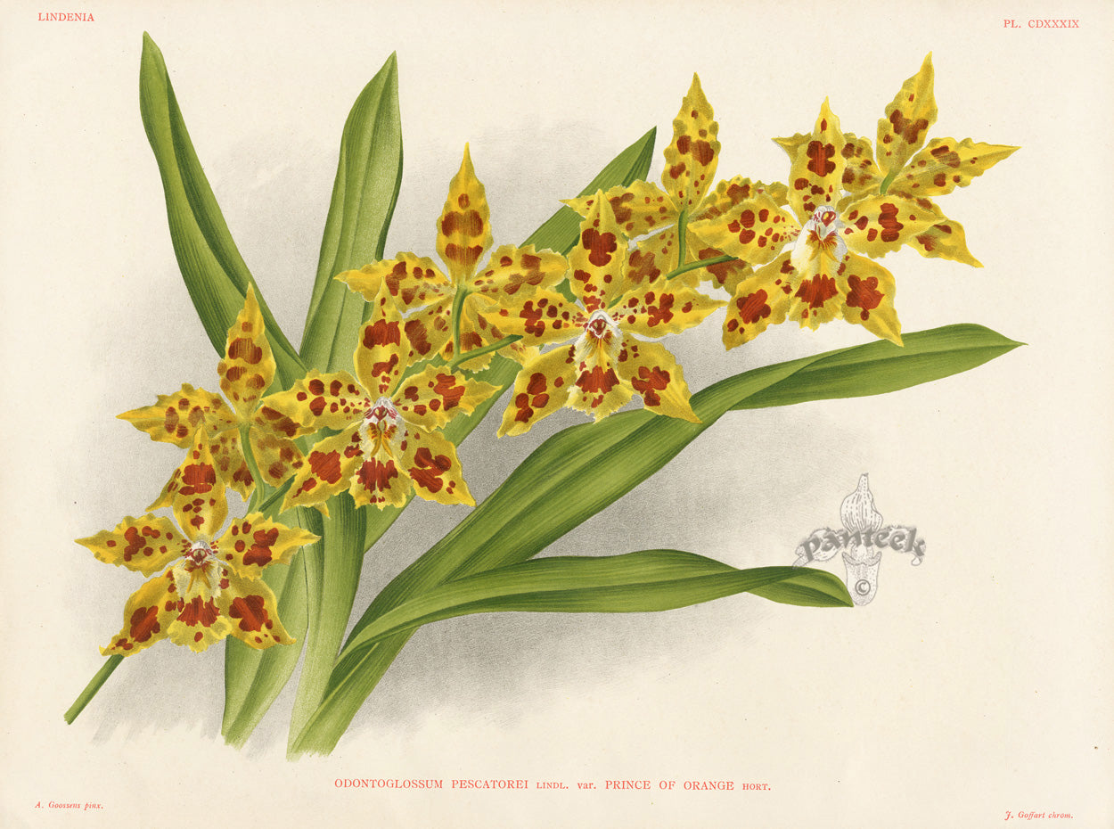 Jean Linden Odontoglossum Pescatorei