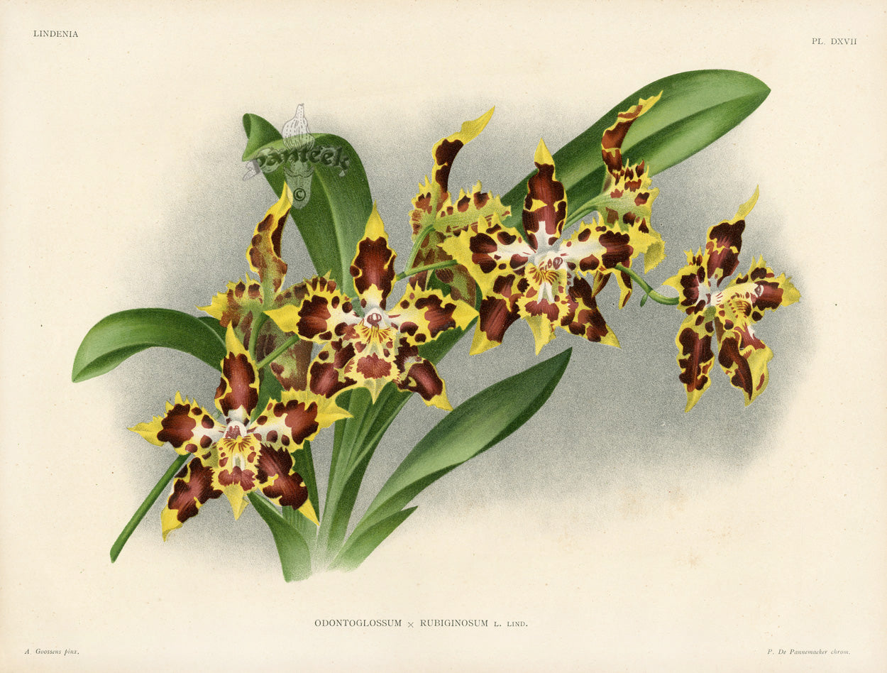 Jean Linden Odontoglossum Rubiginosum