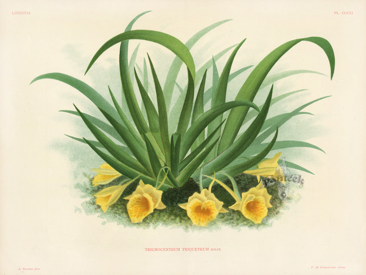 Jean Linden Trichocentrum Triquetrum