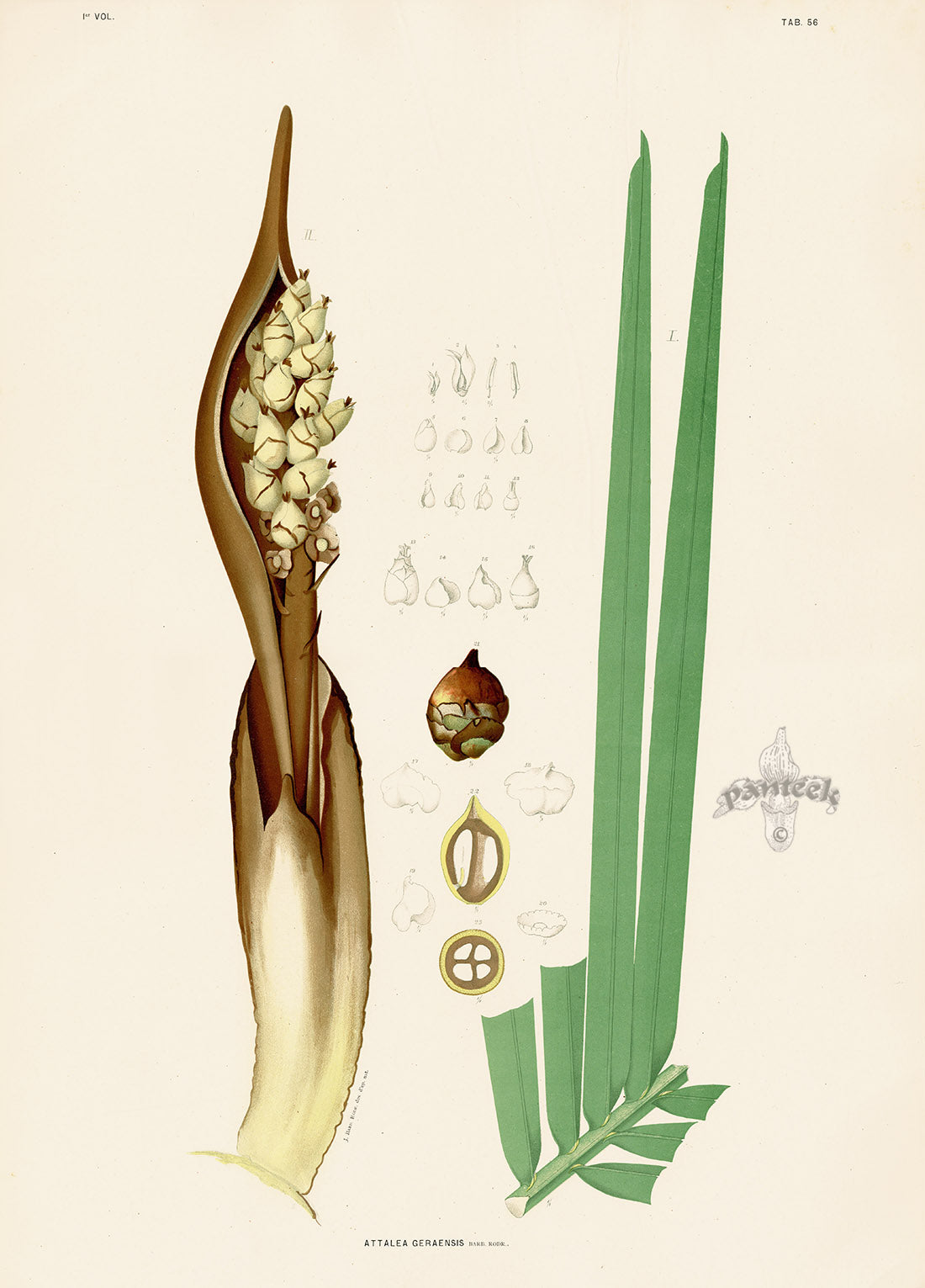 João Barbosa Rodrigues Folio Palm Print Attalea geraensis