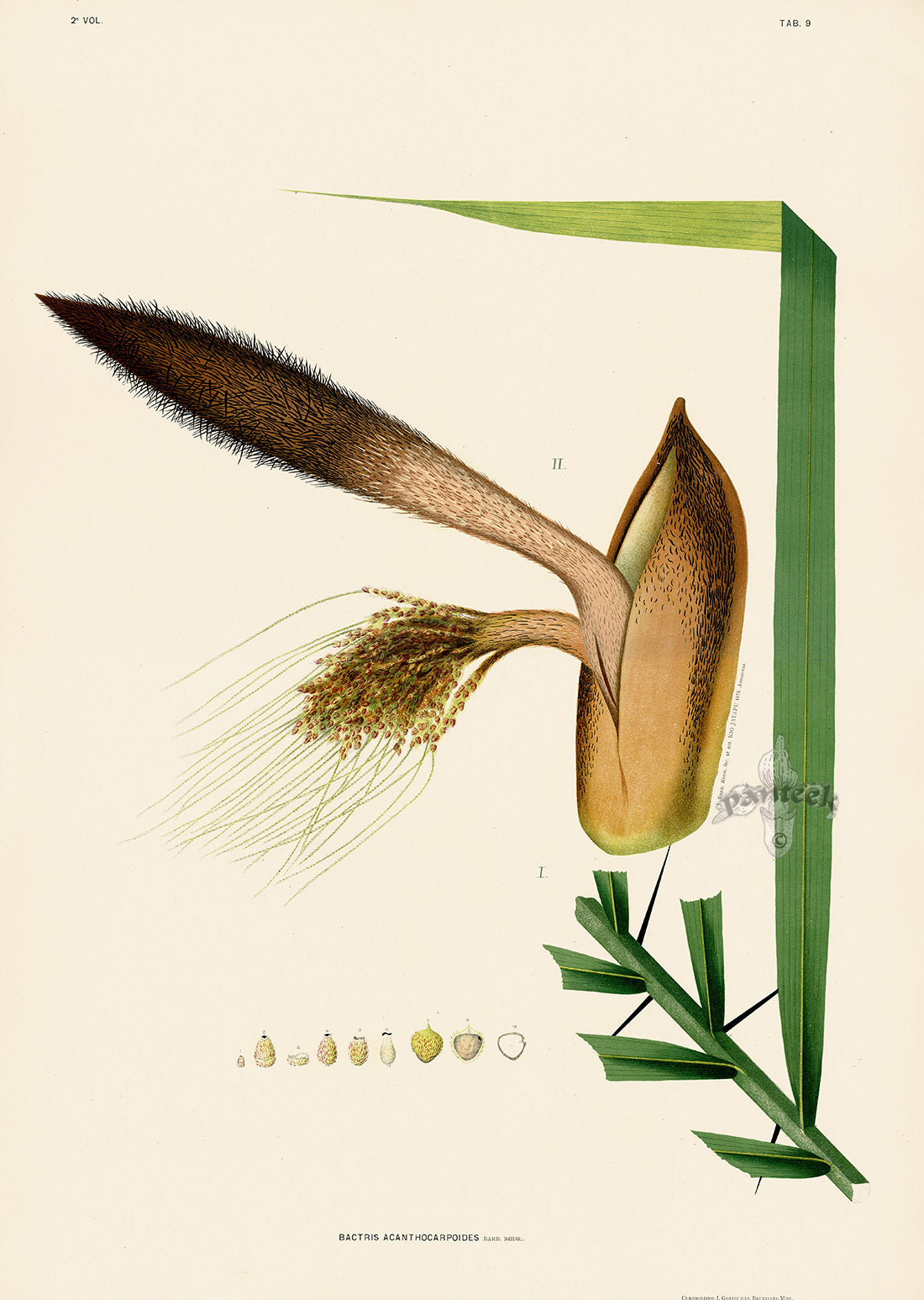 João Barbosa Rodrigues Folio Palm Print Bactris acanthocarpoides