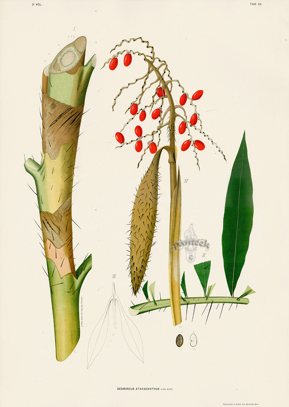 João Barbosa Rodrigues Folio Palm Print Desmoncus ataxacanthus