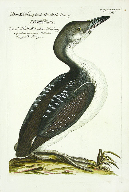 Johann Frisch Antique Bird Print Great Starling