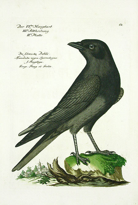 Johann Frisch Antique Bird Print Jackdaw