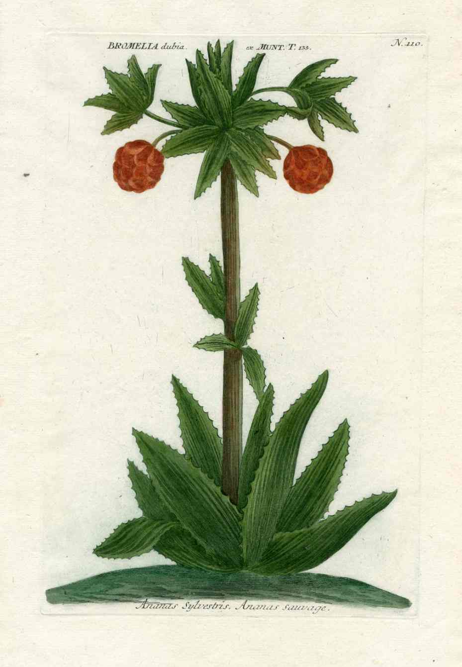 brazilian pineapple plant Johann W. Weinmann Phytanthoza Iconographia 1735 Brazilian Pineapple