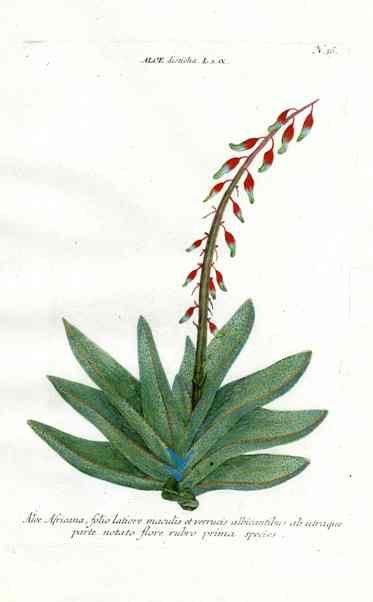 Johann Weinmann Antique Art Print Aloe Africana WNM175