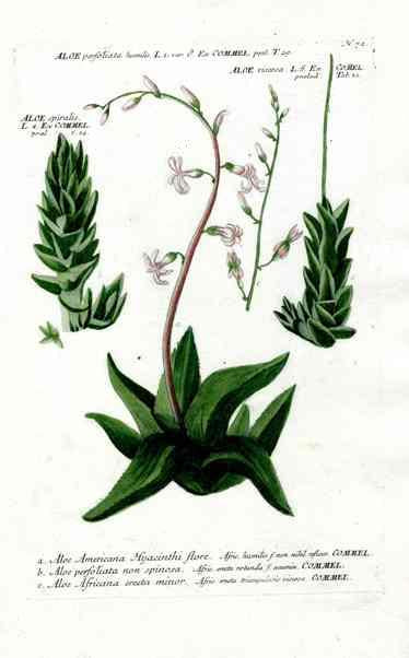 Johann Weinmann Antique Art Print Aloe Americana WNM176