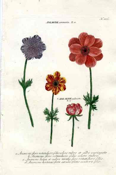 Johann Weinmann Antique Art Print Anemone Flore WET15