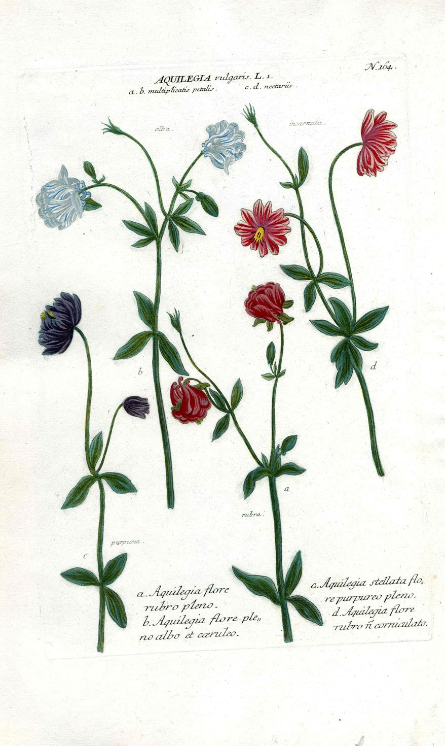 Johann Weinmann Antique Art Print Aquilegia WET118